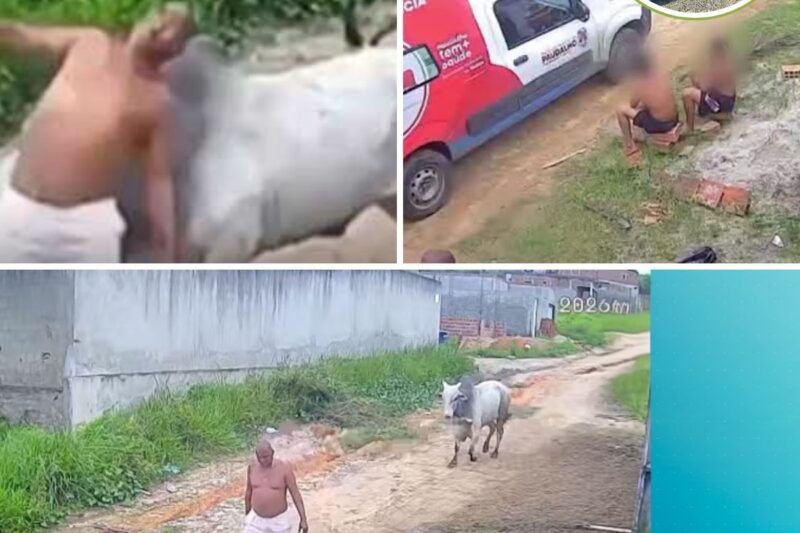 “5 kg de órgãos internos voaram para fora!” O vídeo mostra um touro descontrolado atacando um homem por trás e o derrubando no meio da estrada — assista antes que seja removido.