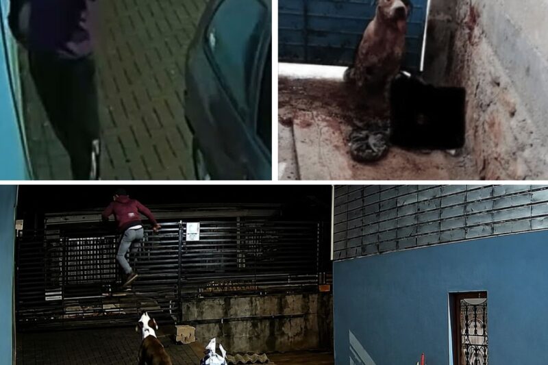 “PITBULL NÃO DEIXOU: Invasor em Pânico Durante O Pior Assalto de Uma Madrugada — Veja o Desespero!”