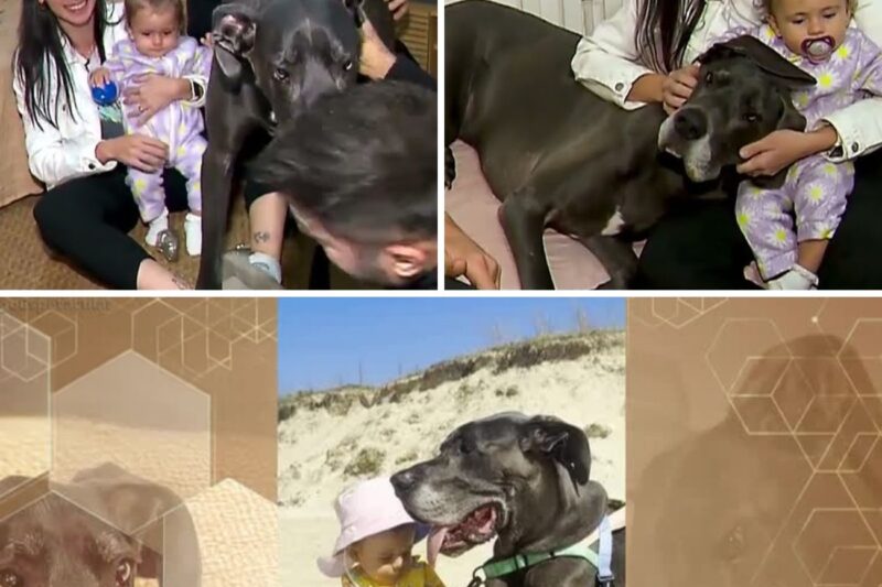 “Nunca Imaginei! Bruna Chora de Emoção ao Ver Lebron, o Dog Alemão Gigante, Abraçando Sua Bebê Maitê – Vídeo Que Está Derretendo a Internet!